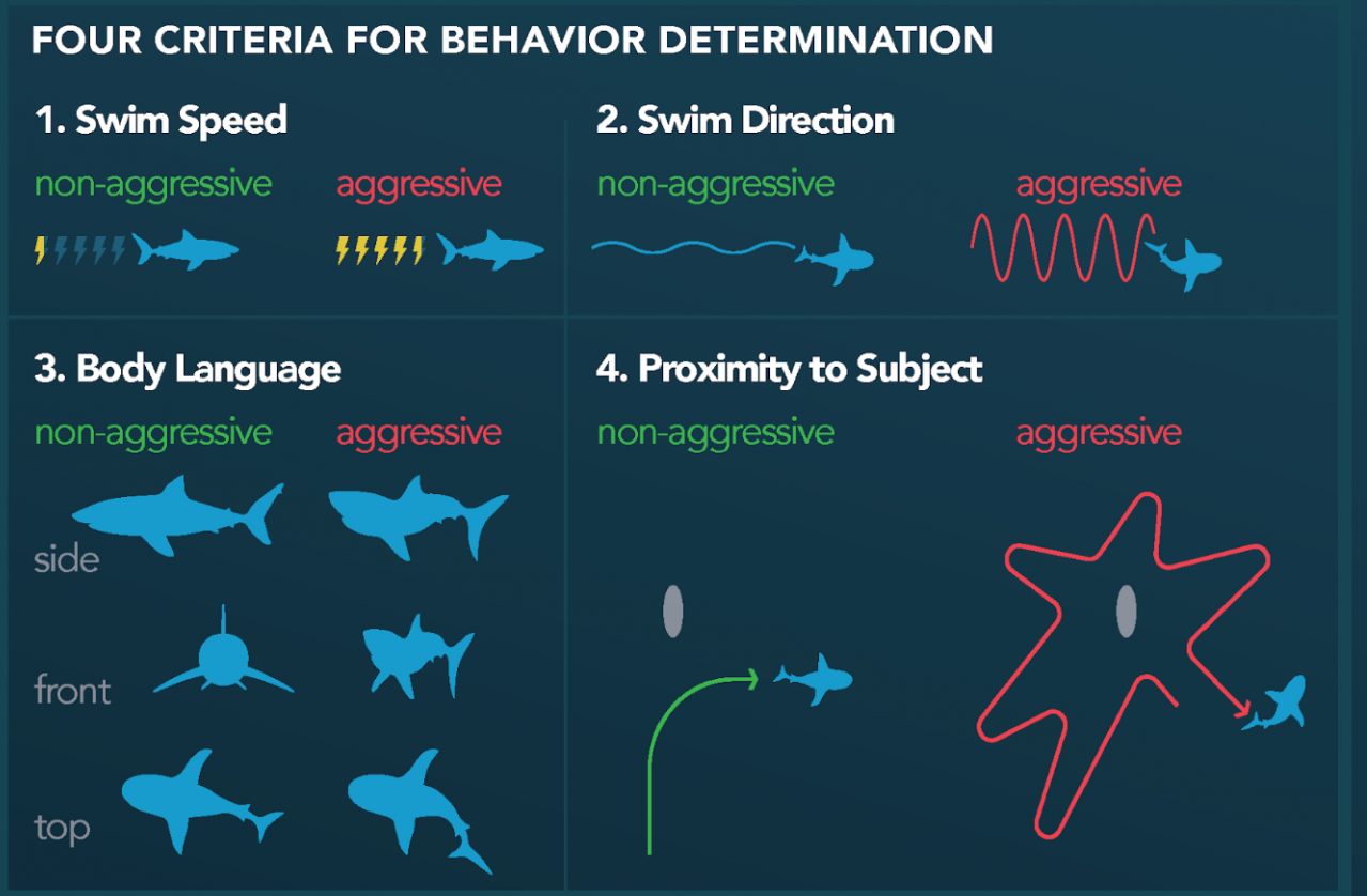 The body language of a shark, you can learn if that shark is looking for a bite or just passing by.